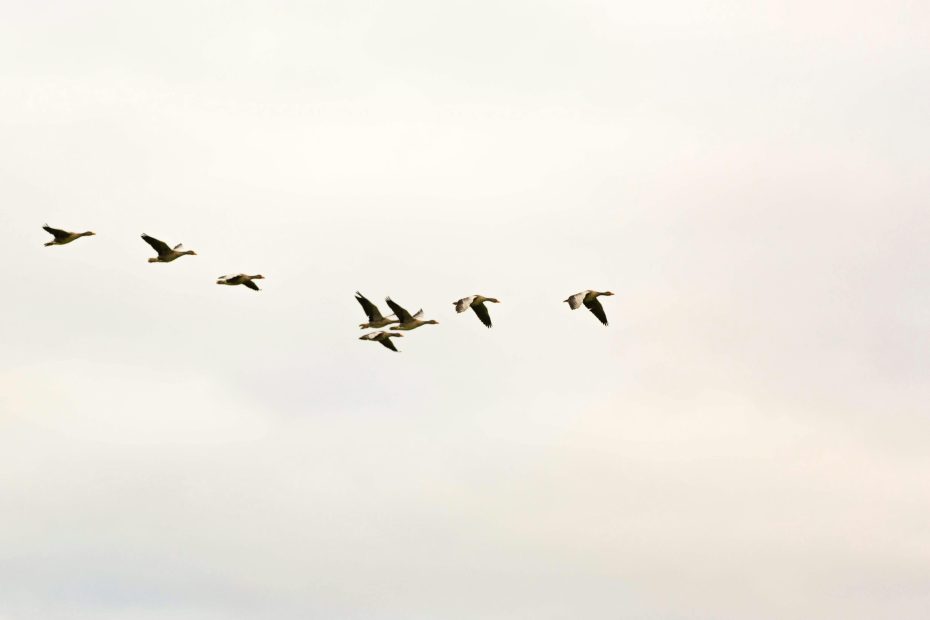 Birds in flight.